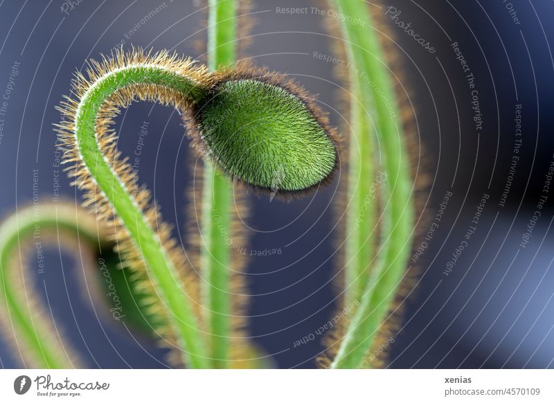 Green bud Iceland poppy Flower Blossom Spring hair Plant Nature Growth Macro (Extreme close-up) poppy plant Papaver nudicaule Hair papaver Close-up Garden