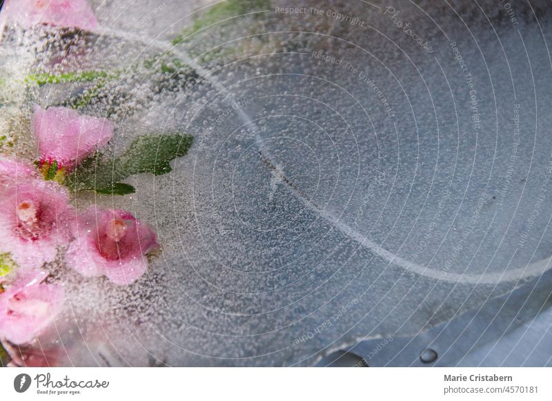 Pink flowers icebound in the thawing ice showing the concept of Winter giving way to Spring or Seasonal Switch winter springtime yellow no people conceptual