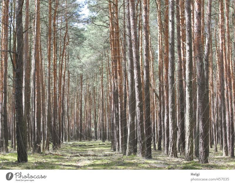 I don't see the forest for the trees... Environment Nature Landscape Plant Summer Beautiful weather Tree Grass Pine Spruce Tree trunk Forest Stand Growth