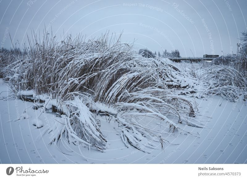 nice shape of river grass cluster covered with snow, bridge with heavy truck in distance background beach beautiful blue bright bush cane cold dry environment