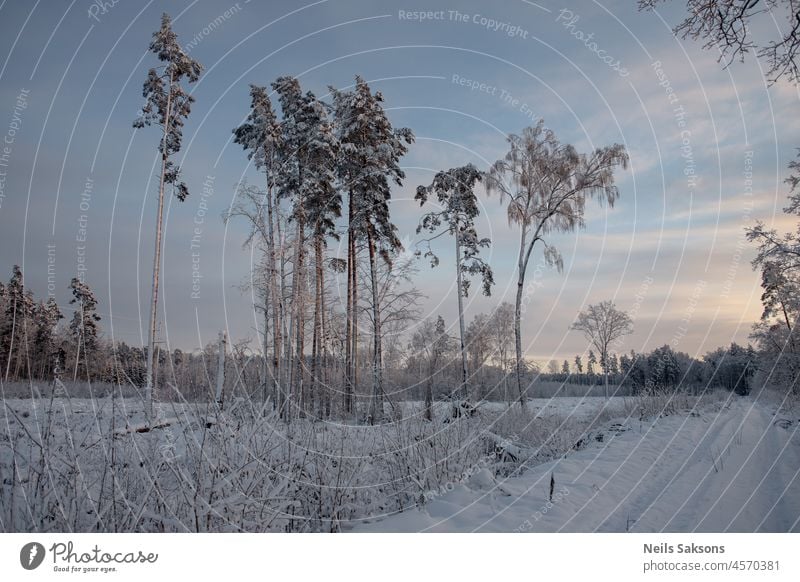 cut off forest with some trees left, snow covered ground, country road near forest and meadow, winter Christmas time in Latvia, beautiful sky autumn background