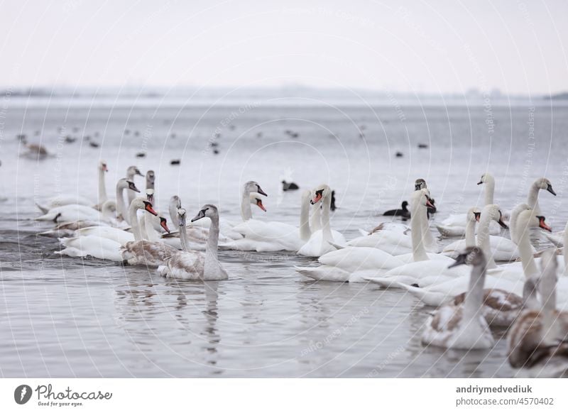 White swan flock in spring water. Swans in water. White swans. Beautiful white swans floating on the water. swans in search of food. selective focus animal lake