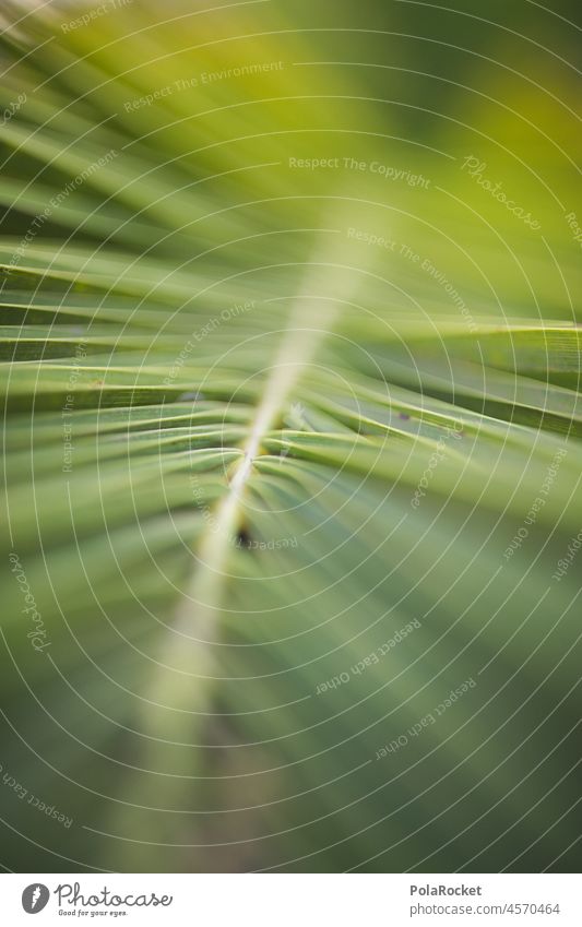 #A0# Green palm frond Exotic Vacation mood Sky Tourism Landscape Plant Summer Nature Exterior shot Vacation & Travel Canary Islands Canaries Fuerteventura