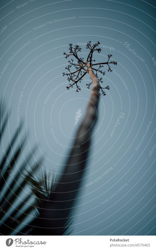 #A0# Agave II Agave blossom agave plant Agave leaf Agave syrup agave syrup Plant Nature Green Thorn Close-up Succulent plants Fuerteventura Canaries