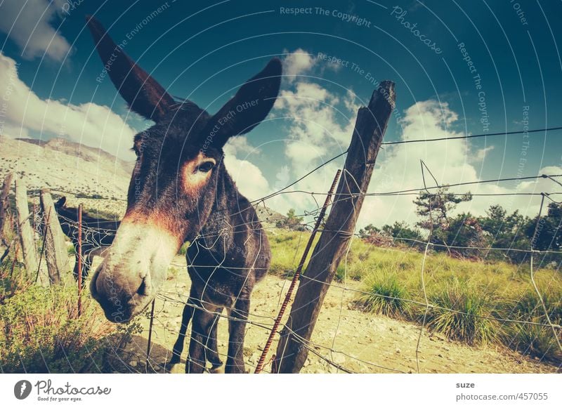 donkey whispers Vacation & Travel Summer Environment Nature Landscape Animal Sky Clouds Meadow Farm animal 1 Curiosity Cute Gloomy Dry Majorca Mediterranean