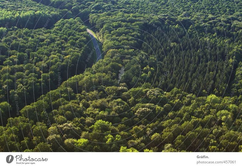 a way out Landscape Summer Tree Forest Traffic infrastructure Road traffic Street Brash Above Green Adventure Loneliness Horizon Mobility Nature Logistics