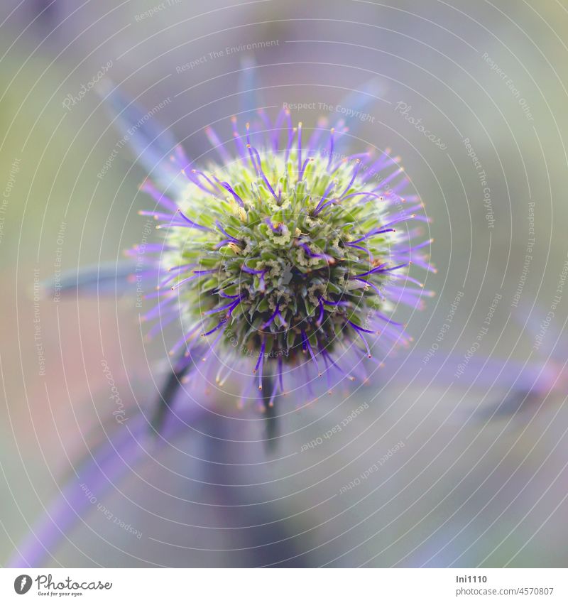 Flower head Field manure Plant Field Man Litter Eryngium campestre perennial Wild plant Basket Flowers Umbellifer inflorescence flower head hemispheric