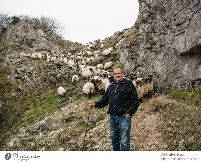 Serious male owner standing near sheep flock pasturing in mountains man pasture shepherd livestock countryside animal pensive transhumance nature graze mature