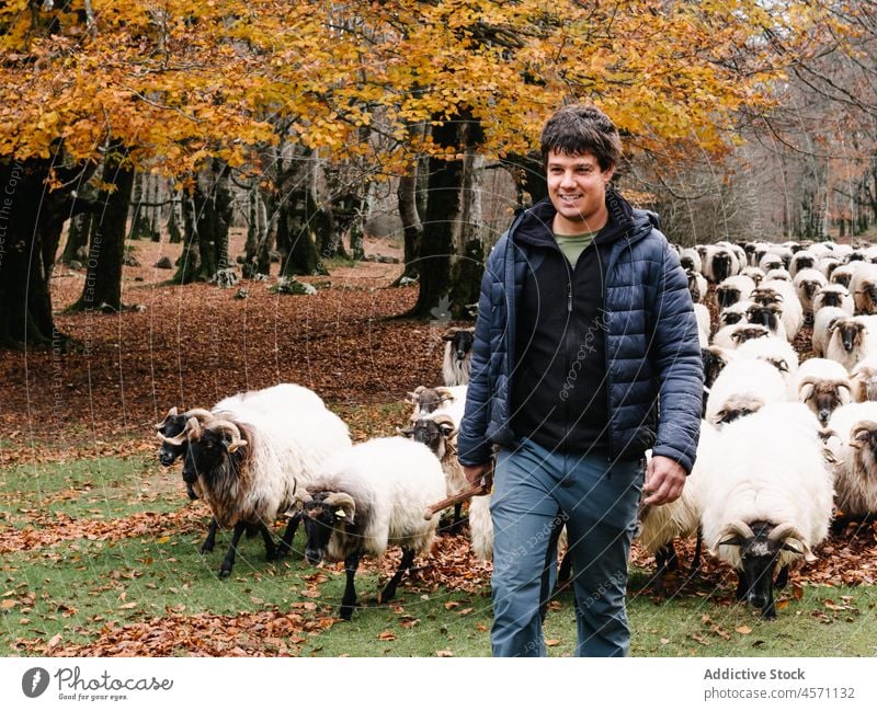 Man walking in autumn forest of flock of sheep man transhumance graze countryside shepherd stick nature path animal livestock sky fall leaf stroll road urbasa