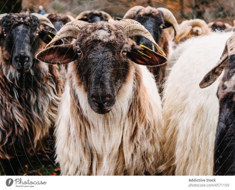 Herd of domestic sheep pasture in nature walk autumn livestock graze countryside animal herd mammal rural transhumance urbasa navarre spain way season woodland