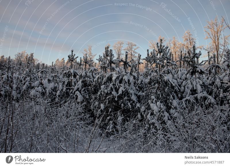 snow covered young pine trees, December, Christmas time in Latvia, northern scenery background beautiful blue bright christmas climate cold dawn day december