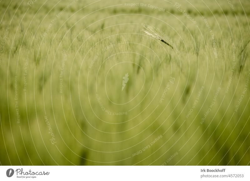 single ear of wheat in a field Field Wheat Green Grain Nature Grain field Ear of corn Cornfield Harvest Nutrition Moody Dusk single fruit Individual bokeh