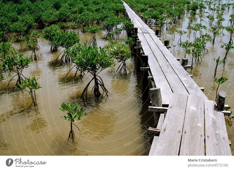 Mangrove seedlings at a mangrove forest rehabilitation area conservation effort mangrove seedlings environmental conservation no people ecology nature