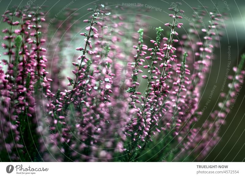 Erika bud heather Calluna Vulgaris heather pale purple against gray white background closeup calluna vulgaris Close-up Violet Gray White Green Pink Heather