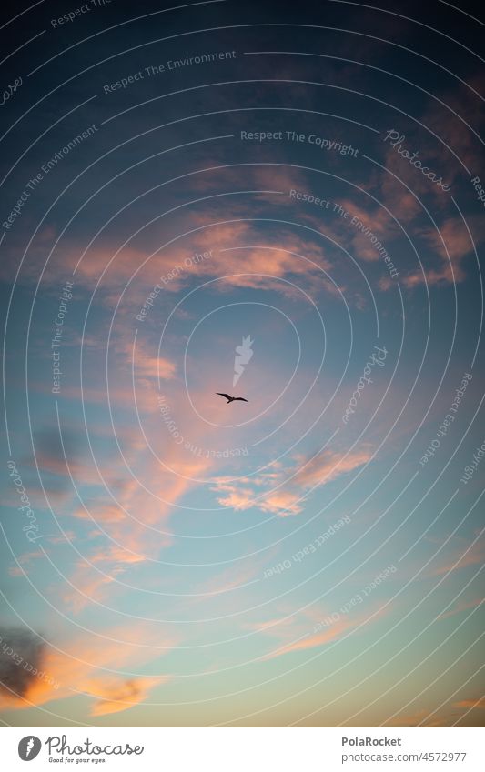 #A0# Evening swift Sunset Sky Heaven Skyward Canopy (sky) Compass point Himmelsstürmer Cirrus Pink colourful Play of colours Bird's-eye view Flight of the birds