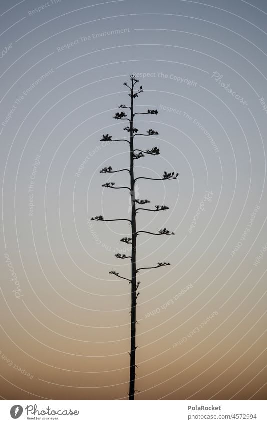 #A0# Agave I Agave blossom agave plant Agave leaf Canaries Canary Islands Fuerteventura silhouette Tourism coast Summer