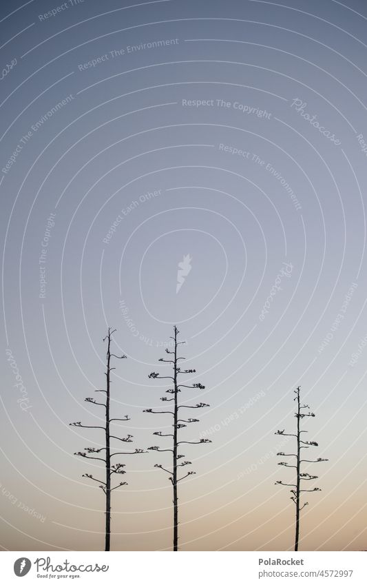 #A0# Agave III Agave blossom agave plant Agave leaf Canaries Canary Islands Fuerteventura silhouette Tourism coast Summer