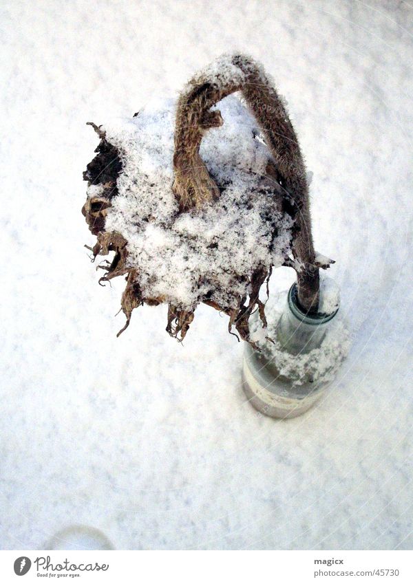 Don't let your head hang down. Flower Sunflower Winter White Shriveled Plant Bouquet Snow Nature Death