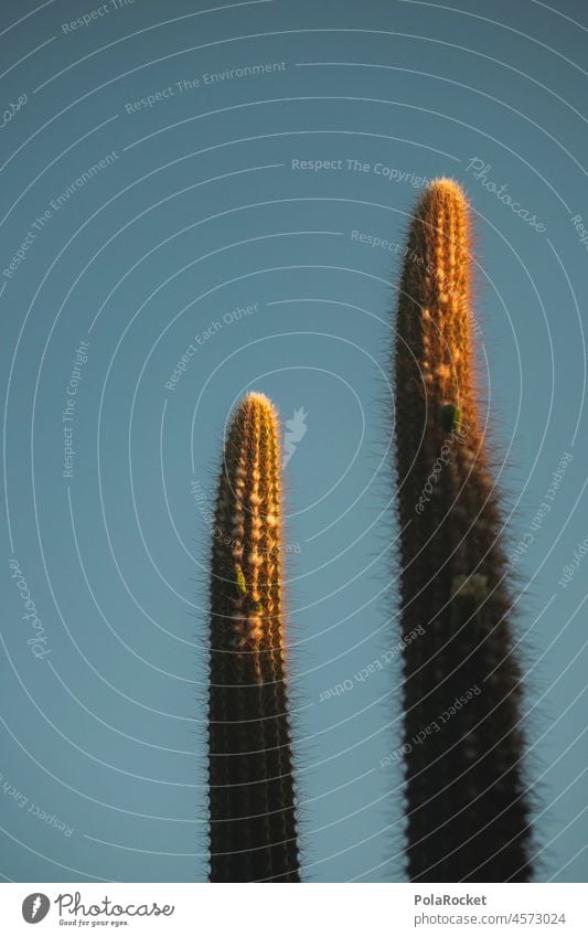 #A0# Desert gold Cactus cacti Cactus flower Cactusprickle cactus plant cactuses family ardor vegetation Plant Nature Green Botany Colour photo Close-up Thorny