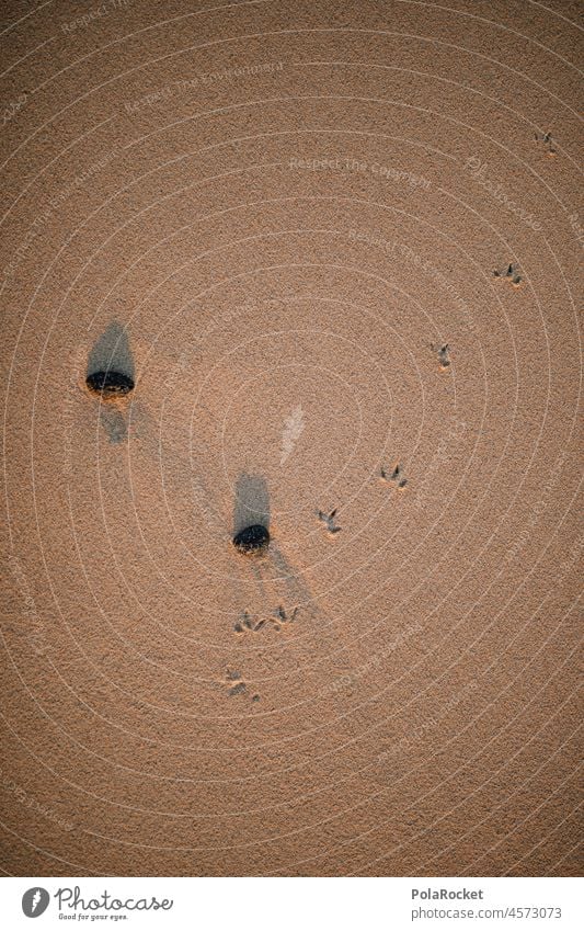 #A0# Small Steps Sand footprints cute bird tracks Beach Walk on the beach Beach life stones vacation