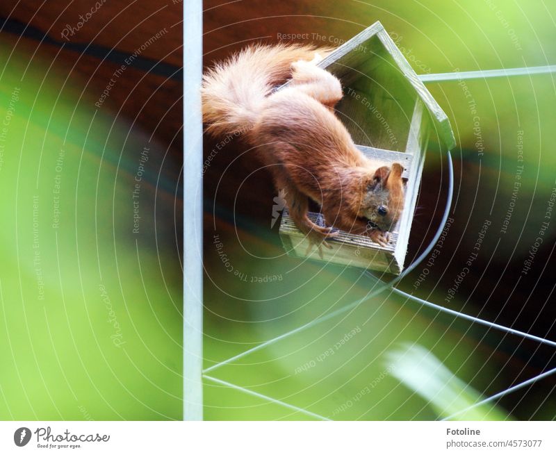 This little squirrel robs the birdseed from the feeder. Squirrel Animal Cute Pelt Wild animal Rodent Brown Exterior shot Colour photo Small Day Birdhouse