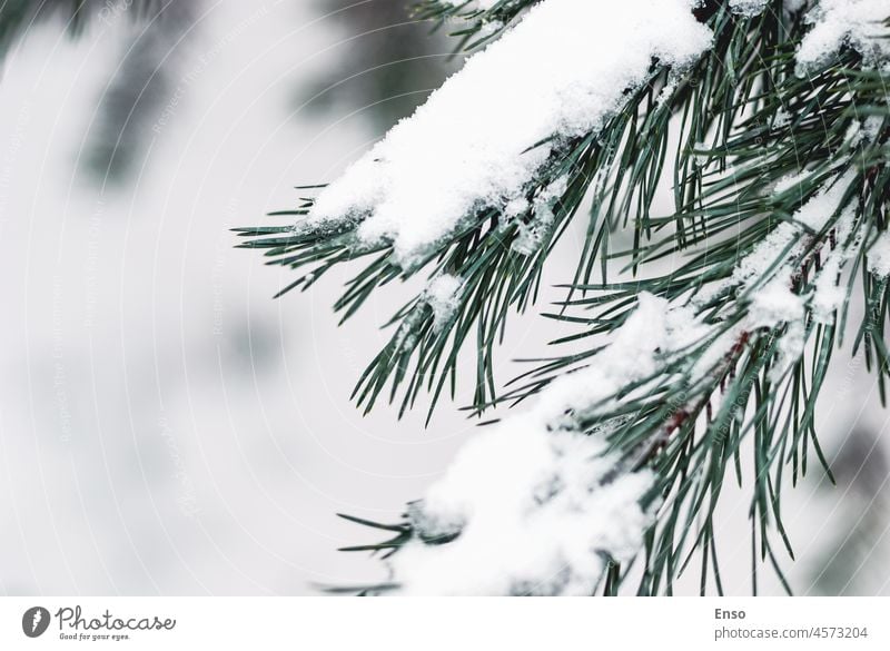 Snow covered pine tree branch in winter forest, copy space snow white conifer coniferous needles closeup woodland christmas snowy nature season frost cold