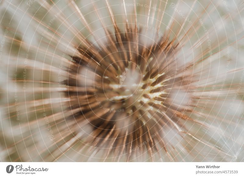 Macro close up of a dandelion dandelion Dandelion Sámen Detail Macro (Extreme close-up) Close-up Spring Ease Exterior shot Flower Blossom Shallow depth of field