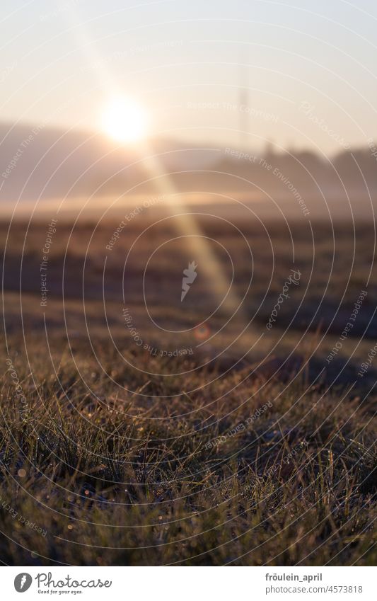 morning on the meadow Meadow Morning Morning fog in the morning morning mood morning sun Deserted Landscape Nature Exterior shot Fog Sunrise Calm Dawn