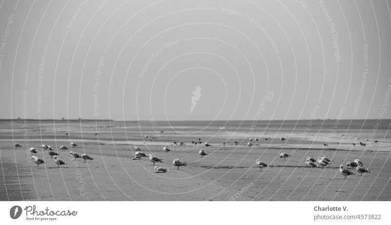 A group of seagulls, inert | Standing, lying, relaxed | Waiting for the return of the sea Beach birds coast Nature Baltic Sea Landscape Horizon tranquillity