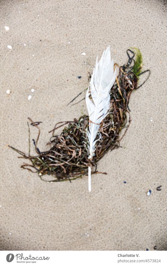 Tied to the sand | by a tangled pile of seaweed | you never float again, white feather Sand Seaweed Knot Seaweed balls Feather Beach Nature Still Life