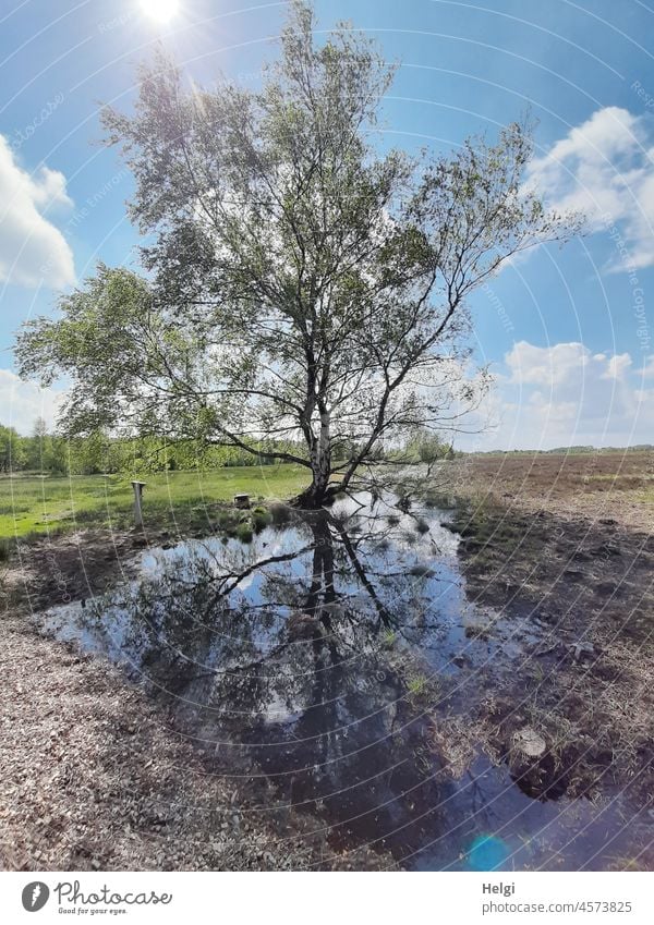 lonely birch in the moor with reflection in a moor pond Tree Birch tree Bog moorland ponds Bog Pond Moor lake Beautiful weather sunshine Light Shadow Spring