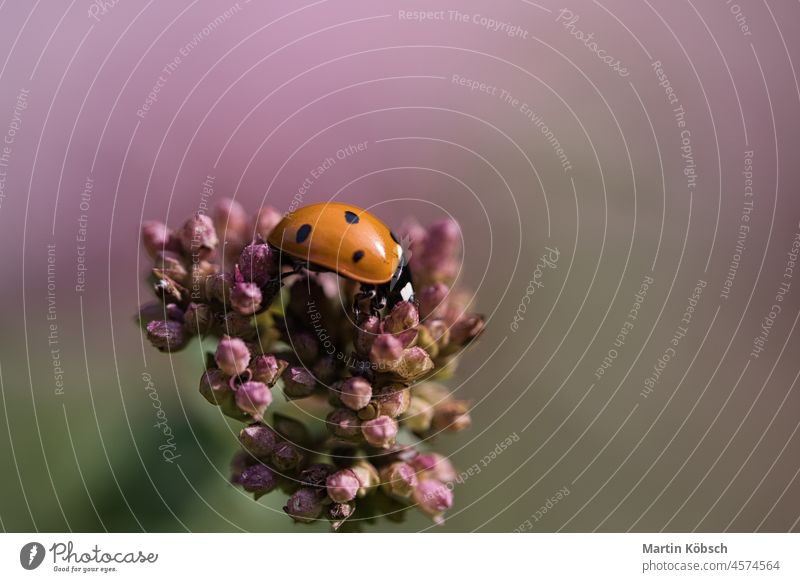 A ladybug on a flower released on a warm summer day. Macro shot Ladybug seven dots macro plant detail insect green red happiness garden symbol black dots spring