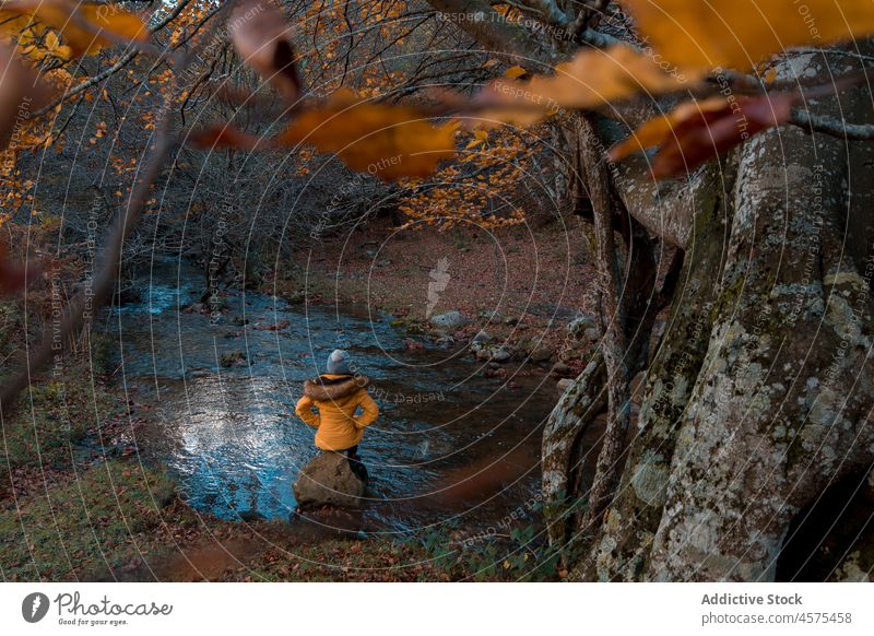 Hiker sitting on stone in creek in autumn woodland woman hiker brook nature tree woods forest rock trekking stream travel female explore trip wanderlust