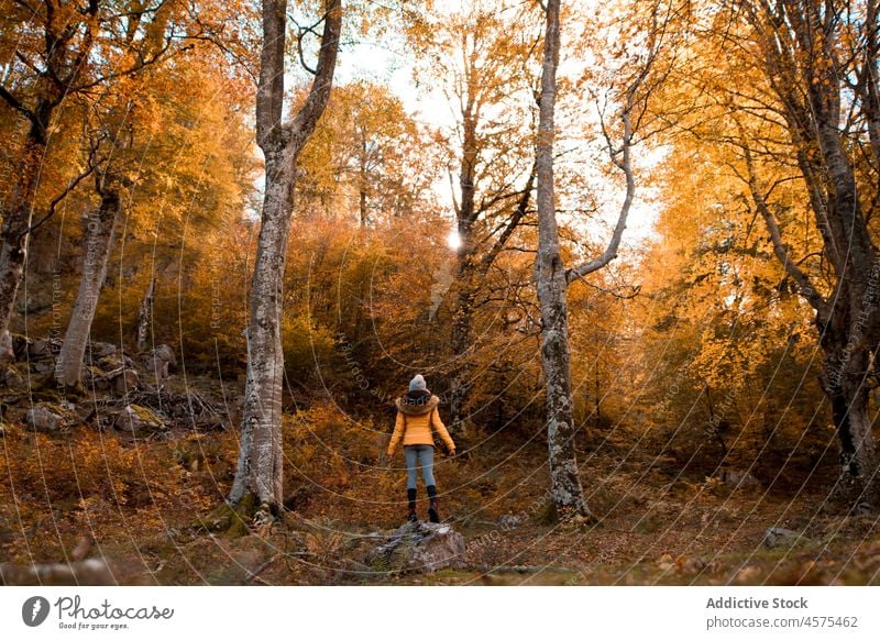 Female backpacker hiking in autumn forest woman hiker nature woods trekking woodland tree travel explore trunk female trip adventure spain tourist greenery