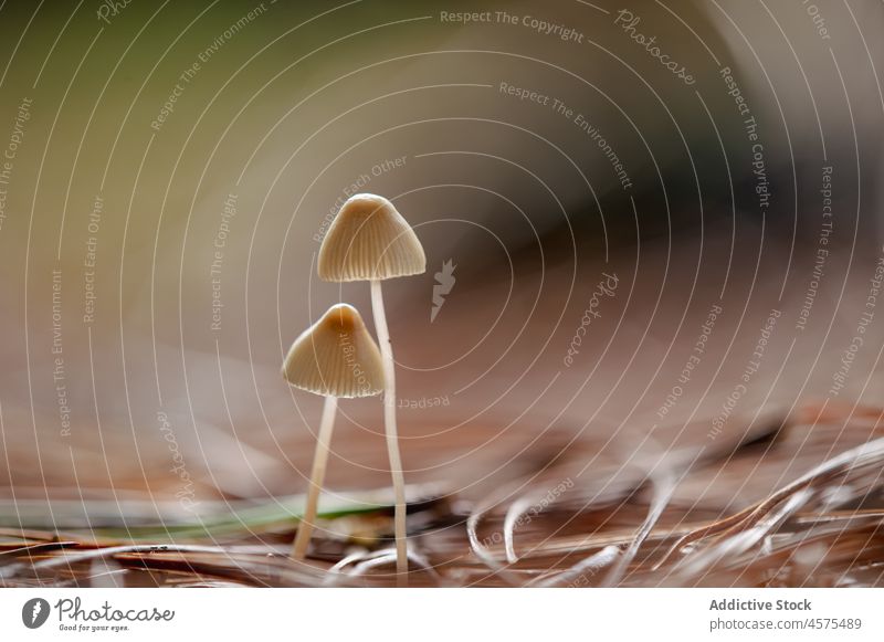 White pale toadstool mushrooms growing in forest nature autumn woodland natural idyllic fungus fresh season growth serene harmony fall wild plant leaf delicate