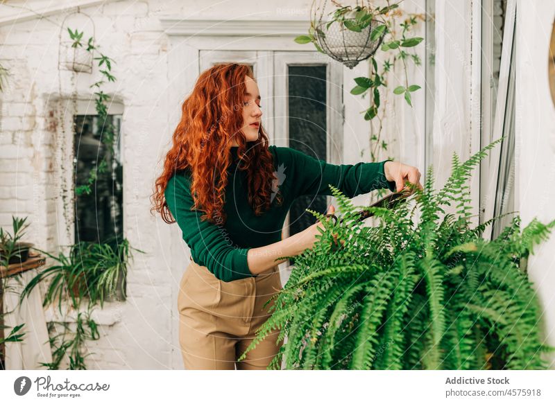 Woman cutting leaf of fern at home woman plant scissors care branch houseplant garden hobby foliage female grow potted serious ginger hair growth stalk fresh