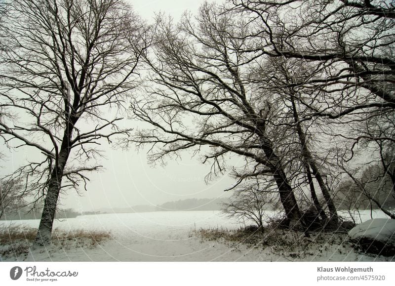 Snow covered meadow in cloudy weather, with snow covered trees in foreground Winter Winter mood Winter's day winter landscape Branch Tree Tree trunk Tree bark