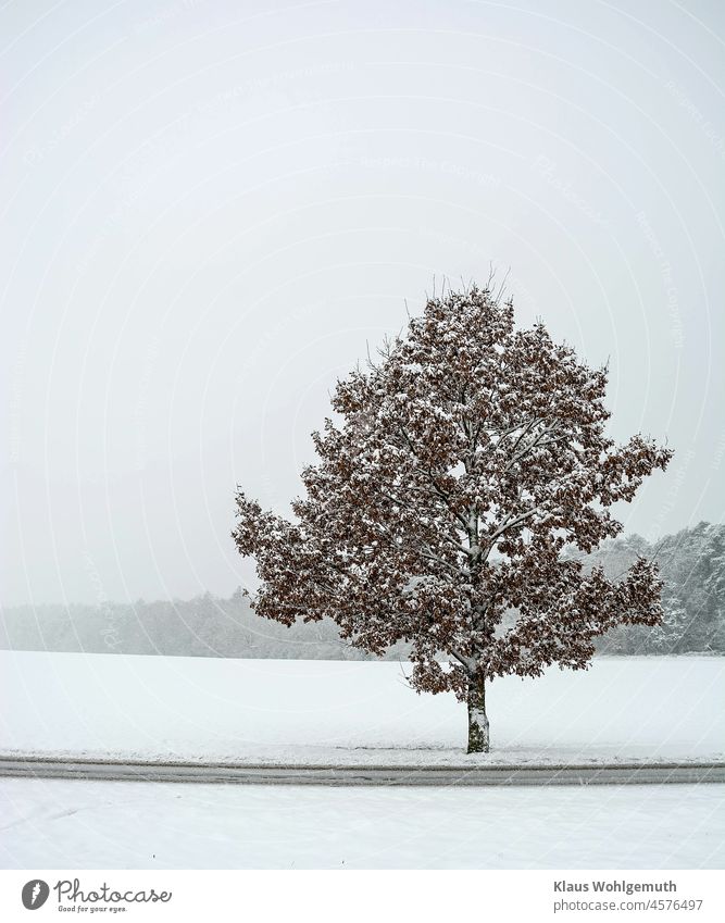 Snow covered oak tree with brown autumn leaves on the roadside Winter Winter mood Snowscape Oak tree oak leaves Street Loneliness Edge of the forest