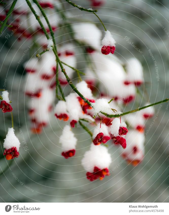 Fruits of peony on green branches shine red and orange under snowdrops Winter Winter mood Snow snow-covered fruits Common spindle Twig Shrubbery Red Orange