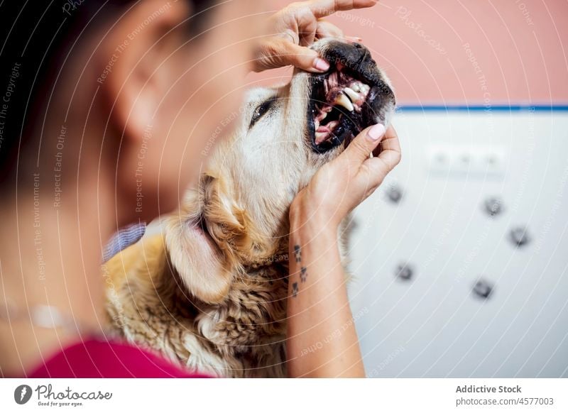 Veterinarian checking teeth of dog veterinarian veterinary golden retriever examine check up clinic animal procedure pet woman canine mammal uniform female