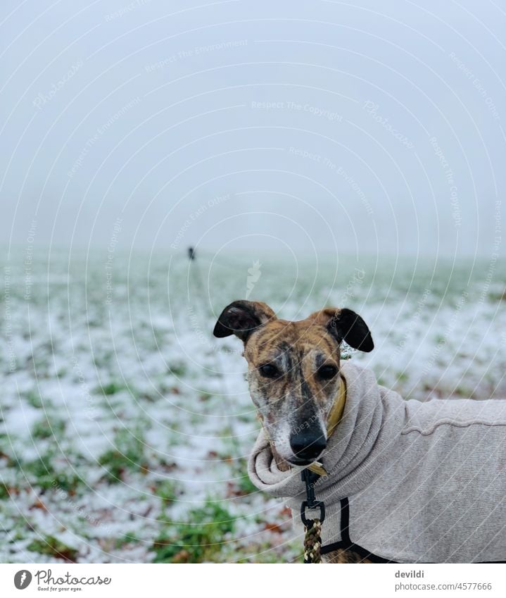 Galgo in winter Greyhound Dog Puppydog eyes animal portrait Mammal Pet best friend Field Winter Snow snow-covered off the beaten track Autumn Fog