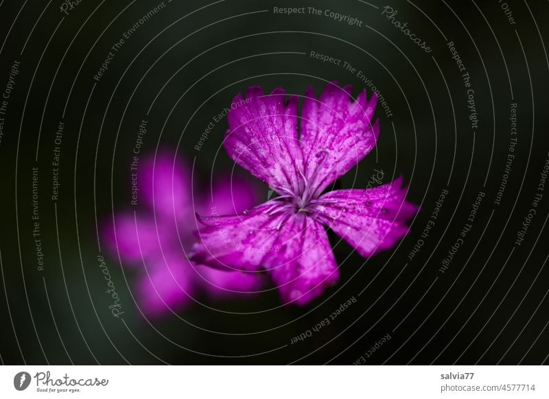 Pink carnation flower Carnation Blossom Carthusian lily Flower Macro (Extreme close-up) pink Background black Isolated Image Garden Fragrance Neutral Background