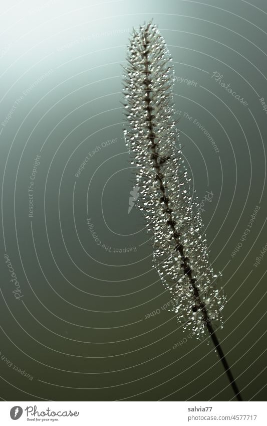 Dew drops sparkle against the light dew drops Grass blossom Back-light Drops of water Wet Morning Nature Macro (Extreme close-up) naturally Glittering Plant