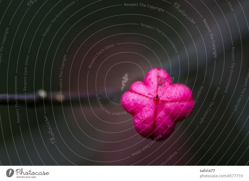 pink fruit Spindle bush fruit Common spindle Fruit Contrast Autumn Plant Nature Bushes spindle bush Berries Wild plant Shallow depth of field Deserted