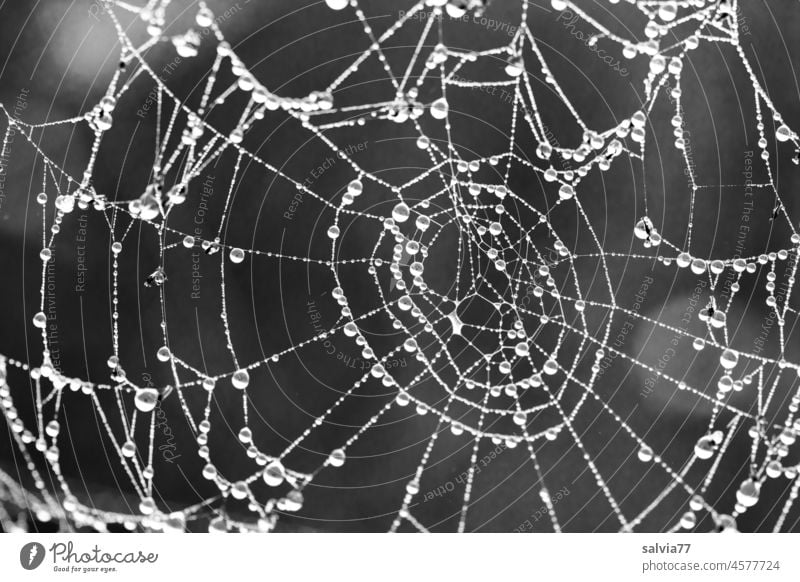 Spider web with dew drops Spider's web Drop Drops of water Dew Net Macro (Extreme close-up) Network Wet naturally Morning Close-up Nature Shallow depth of field