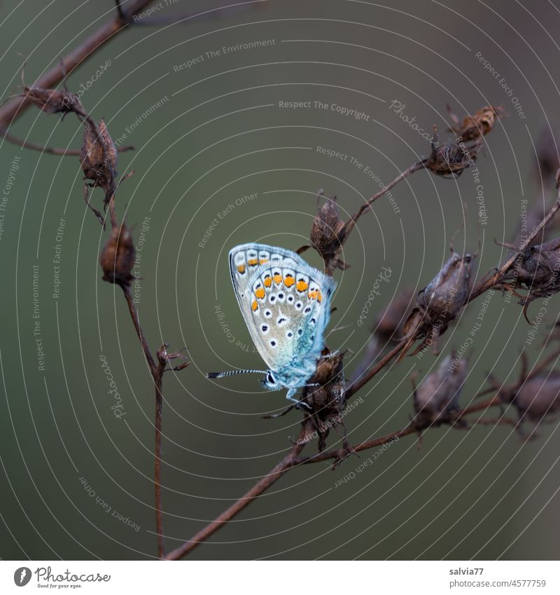 little bluebottle, your days are numbered, autumn is approaching Insect Butterfly Animal Nature Macro (Extreme close-up) 1 Animal portrait Small Ease