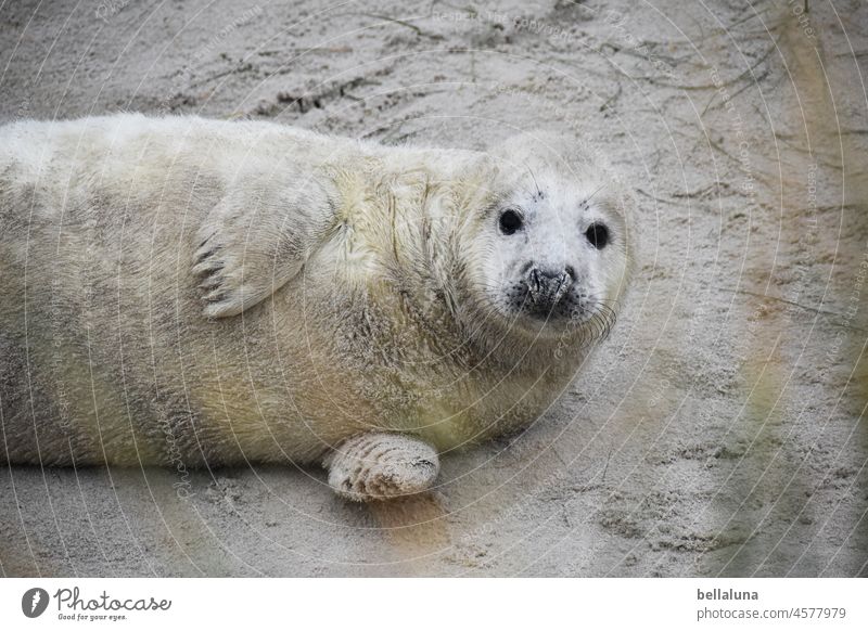 Hello Howler I Gray seal Animal Nature Wild animal Colour photo Exterior shot Environment Day Deserted coast Beach North Sea Seals Island Light naturally