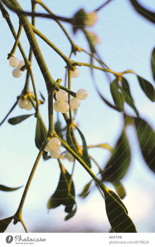 Mistletoe with berries in the winter sun Plant Wild plant medicinal plant wax Evergreen Parasites on trees Semiparasitic epiphyte viscum album mistletoe branch