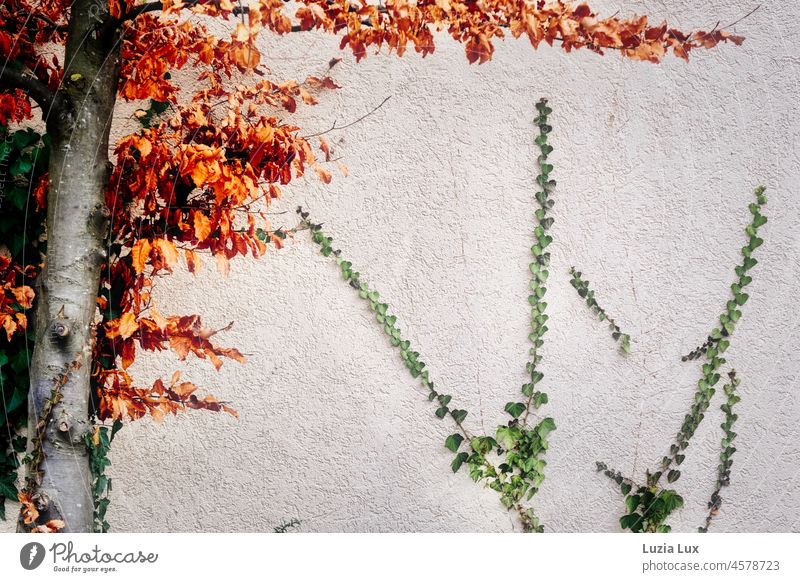 Ivy and autumn leaves on a house wall, autumn paints in colors Autumn autumn colours Autumn leaves vine Autumnal colours Nature autumn mood foliage Facade