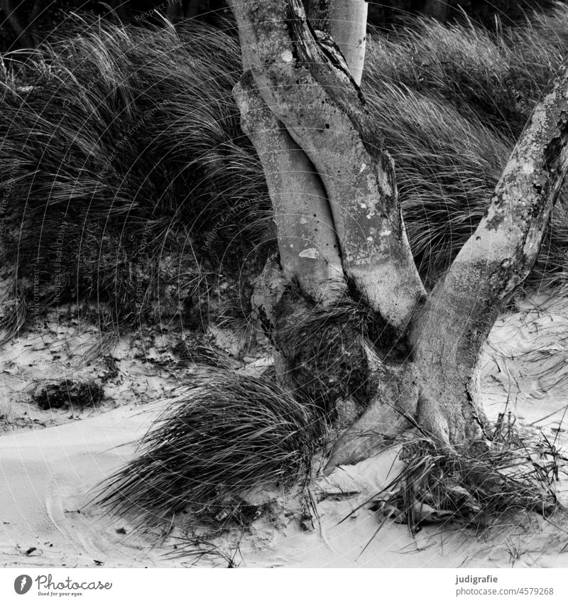 Trees on the beach trees Landscape Baltic Sea Darss coast Western Beach Fischland-Darss-Zingst National Park Vorpommersche Boddenlandschaft Ocean Log Wild Grass